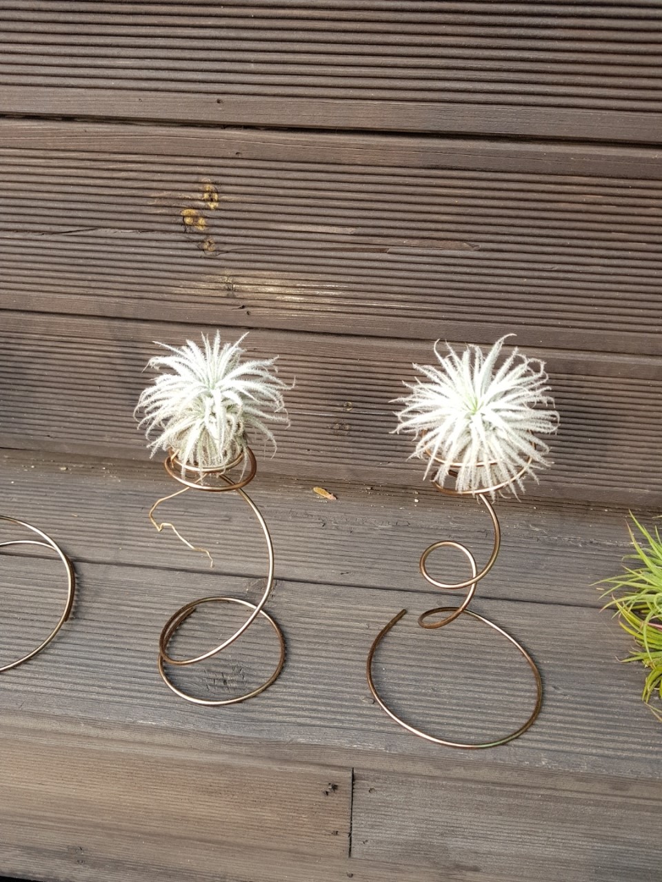 반려 식물 틸란시아