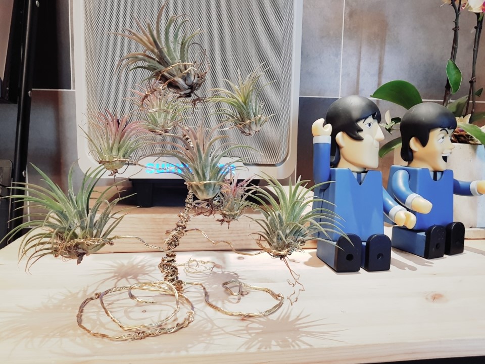 반려 식물 틸란시아