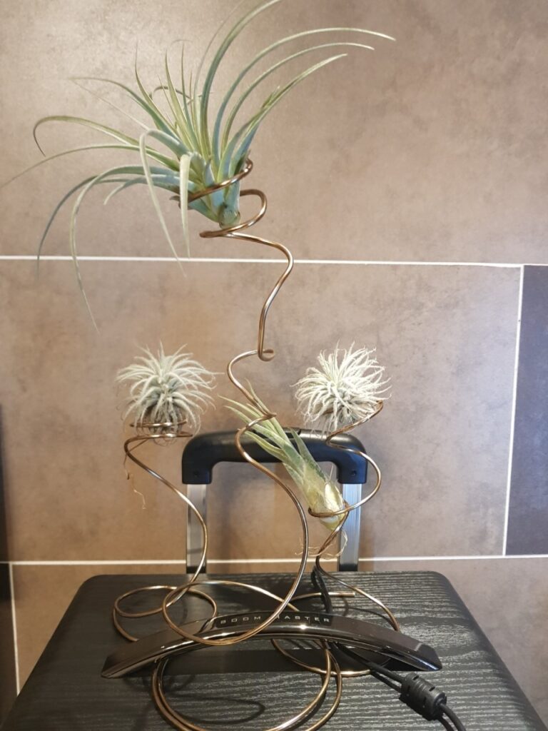 반려 식물 틸란시아