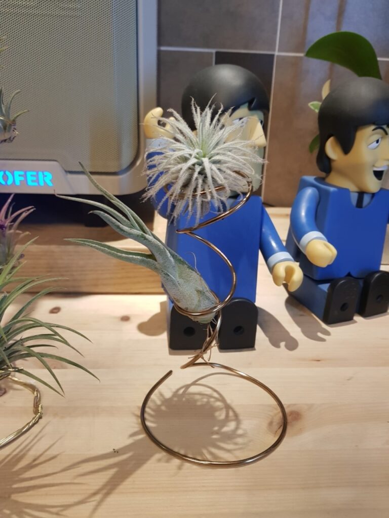 반려식물 틸란시아