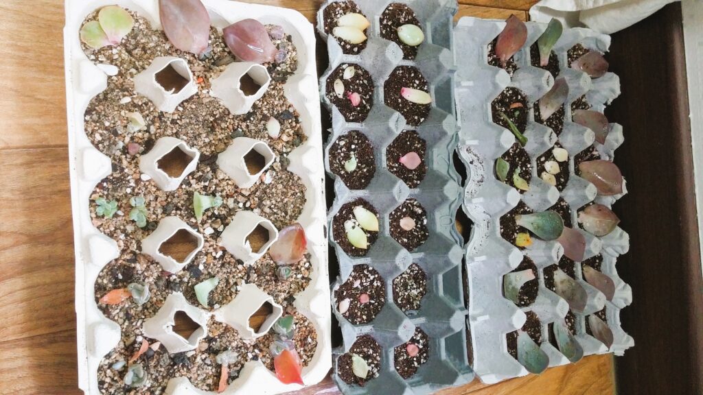 다육이 번식 하기